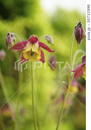 花 オダマキの花 植物 30732996