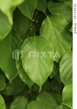 緑 緑色 水滴 30733010