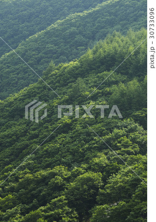 江原道 木 白雲山 30733096