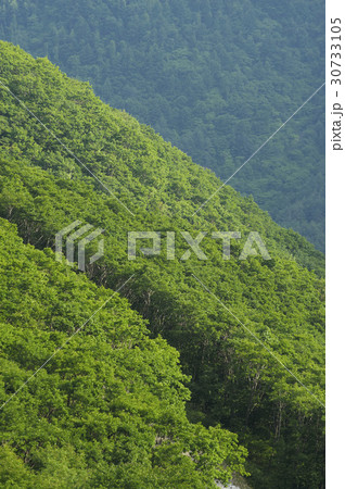 木 白雲山 山 30733105