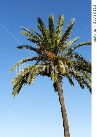 木 植物 ヤシの木 30733113
