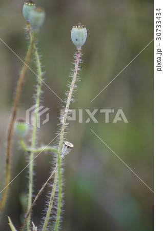 花 植物 さん 30733434