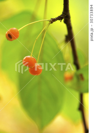 枝 植物 実 30733894