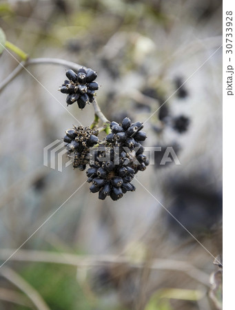 エゾウコギ フォーカス 植物 30733928