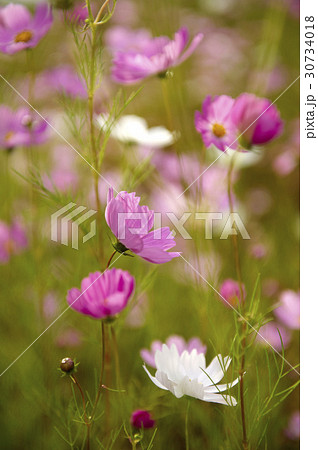 秋 秋の花 花 30734018