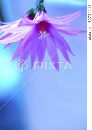 ゲバルサボテン 花 サボテン 30734115