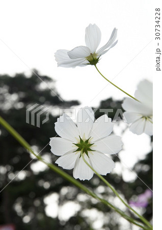 秋 ローアングル コスモス 30734228