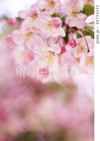 花 春 植物 30734235