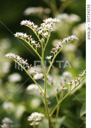 ドルダンプン 春 植物 30734236