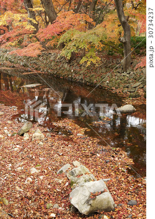 小川 高敞郡 紅葉 30734237
