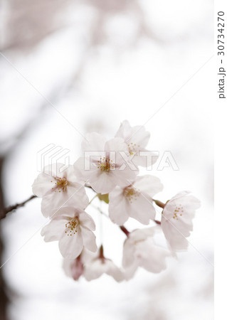 花 桜 春 30734270