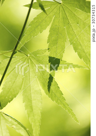 枝 葉 木の葉 30734315