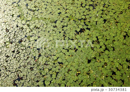 植物 池 蓮の葉 30734381