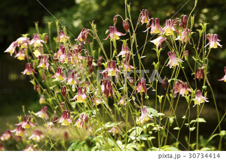 花 オダマキの花 植物 30734414