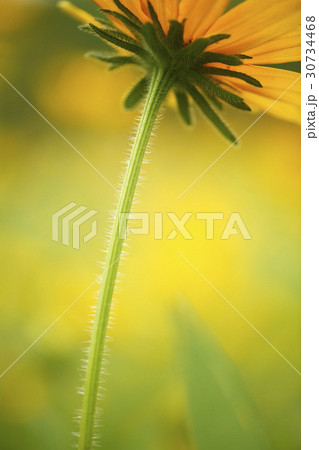 花 黄色 イエロー 30734468