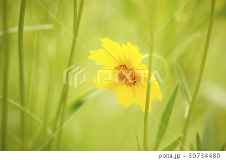 グムギェグク 花 植物 30734480