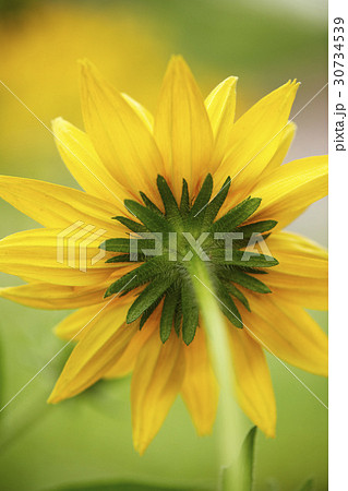 花 黄色 イエロー 30734539