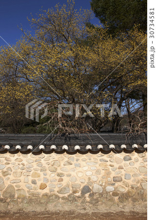 花 木 フェンス 30734581