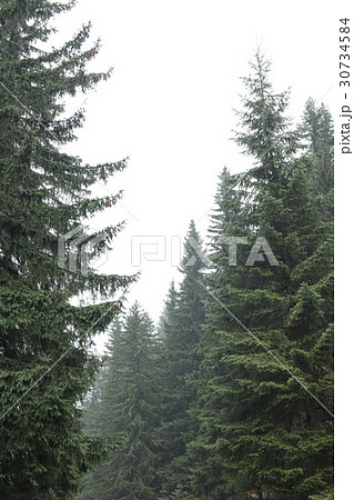 木 森 植物 30734584