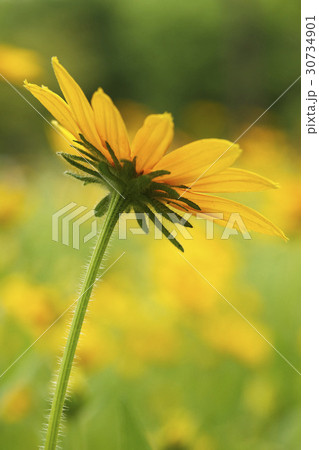 花 黄色 イエロー 30734901