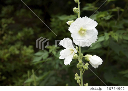 花 芽 葉 30734902