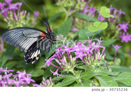 ナガサキアゲハ 30735236