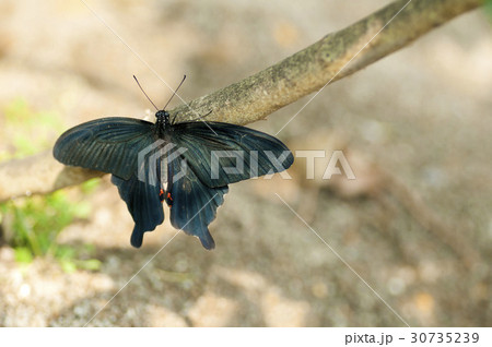 ナガサキアゲハ 30735239