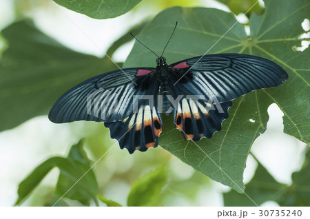 ナガサキアゲハ 30735240