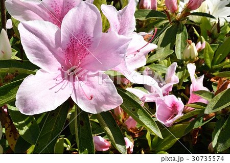 ツツジ 30735574