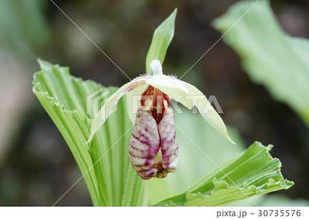 クマガイソウの花 30735576
