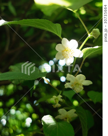 陽の光を浴びるマタタビの花 30735664