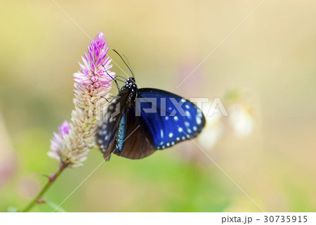 ツマムラサキマダラ 30735915
