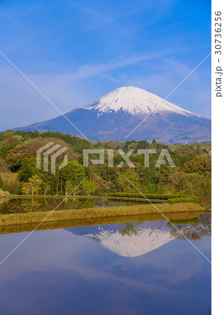 水の入った棚田と富士山 30736256