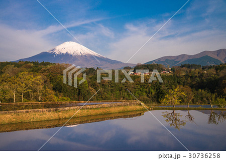 水の入った棚田と富士山 30736258