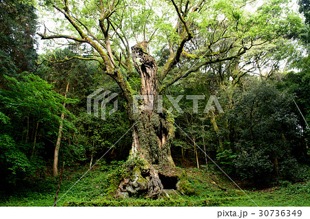 武雄の大楠　佐賀県 30736349