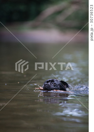 ジャグ(パグとジャグ)の散歩 ジャグ(パグとジャグ)の散歩 30736523