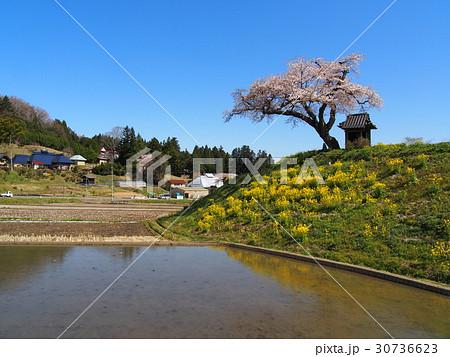 小沢の桜 小沢の桜 30736623