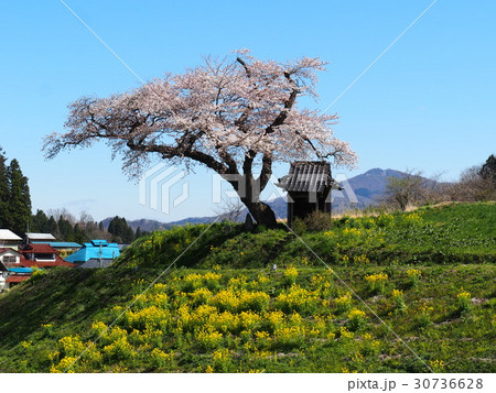 小沢の桜 小沢の桜 30736628