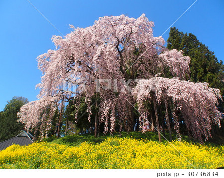 合戦場のしだれ桜 合戦場のしだれ桜 30736834