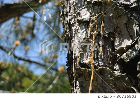 松脂（マツヤニ） 30736903