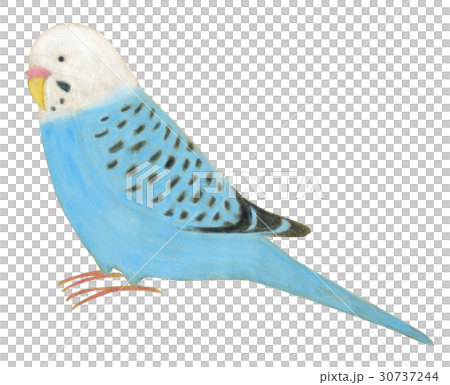 手描き　インコ 30737244