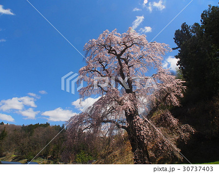福田寺の糸桜 30737403