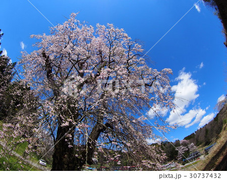 福田寺の糸桜 30737432