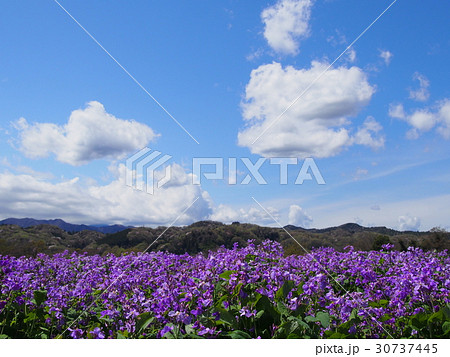紫花菜（諸葛菜）・花畑 30737445
