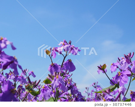 紫花菜(諸葛菜）・青空 30737446