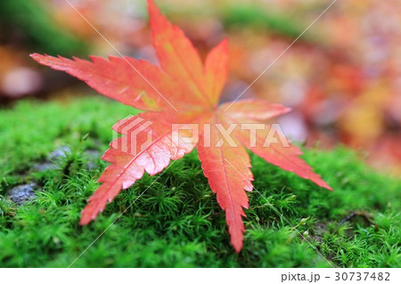 紅葉　モミジ　苔むした石　クローズアップ 30737482