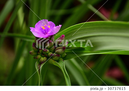 ムラサキツユクサの花 30737615