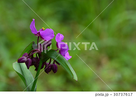 ムラサキツユクサの花 30737617