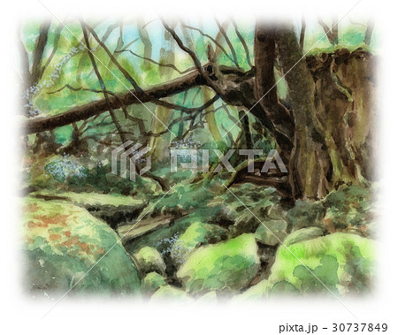 屋久島苔の森のイラスト素材 30737849 Pixta