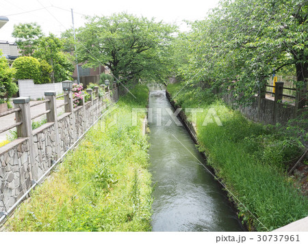 市川市・真間川 30737961
